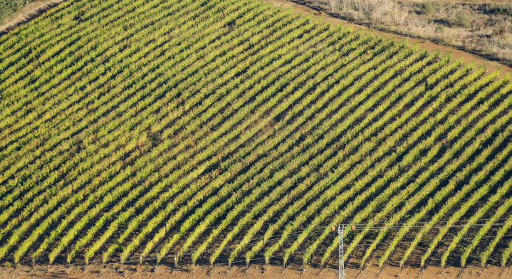 A vineyard in Golan Heights: Wine is a burgeoning sector of Israel’s explosive agricultural success. The country now produces about 95% of its food needs, thanks to restoration and expansion of Israel’s arable land, as well as innovations in irrigation and desalination.